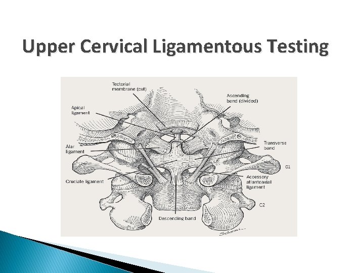 Upper Cervical Ligamentous Testing 