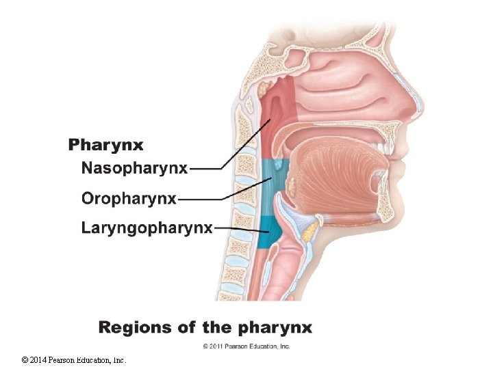 © 2014 Pearson Education, Inc. 