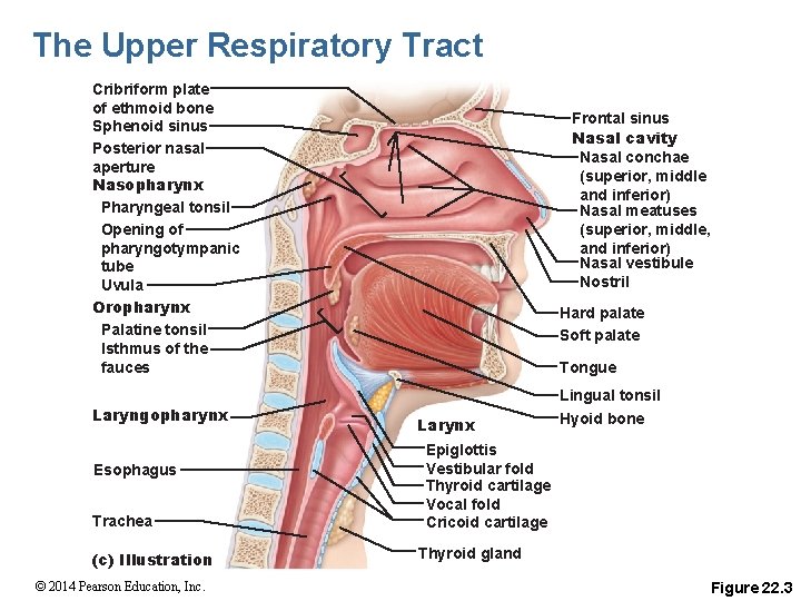 The Upper Respiratory Tract Cribriform plate of ethmoid bone Sphenoid sinus Posterior nasal aperture