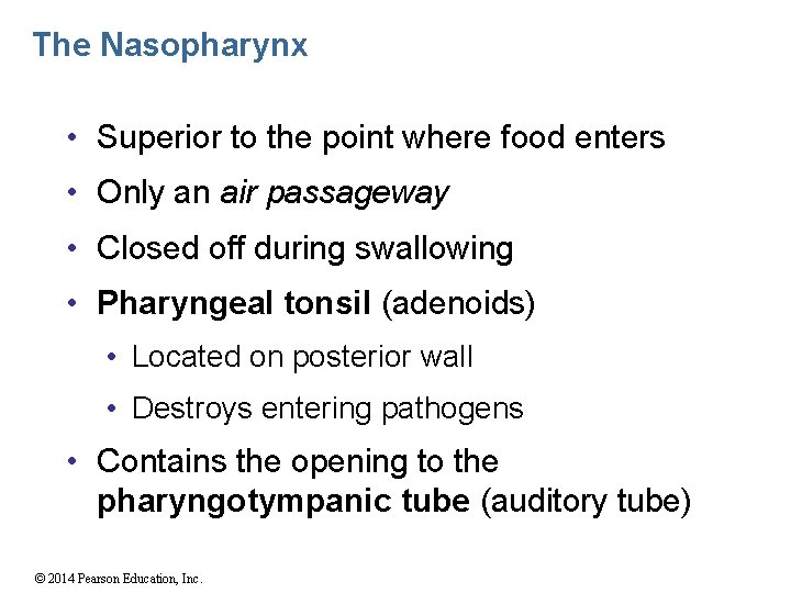 The Nasopharynx • Superior to the point where food enters • Only an air