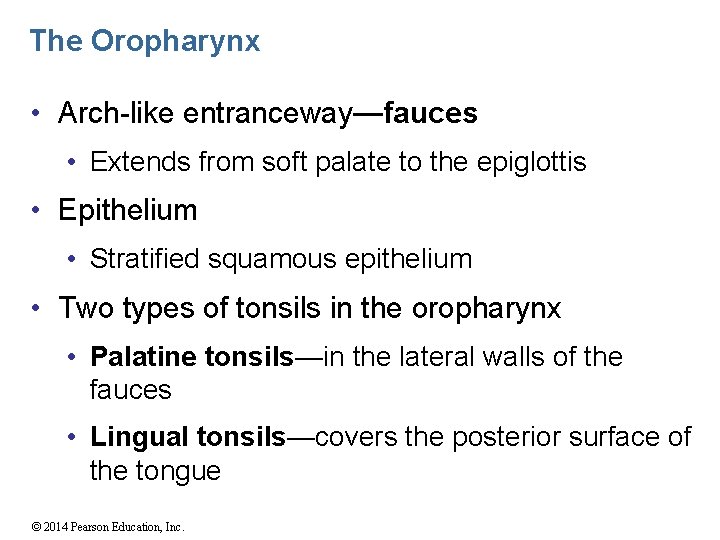 The Oropharynx • Arch-like entranceway—fauces • Extends from soft palate to the epiglottis •