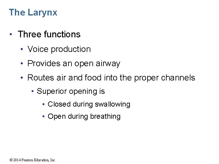 The Larynx • Three functions • Voice production • Provides an open airway •