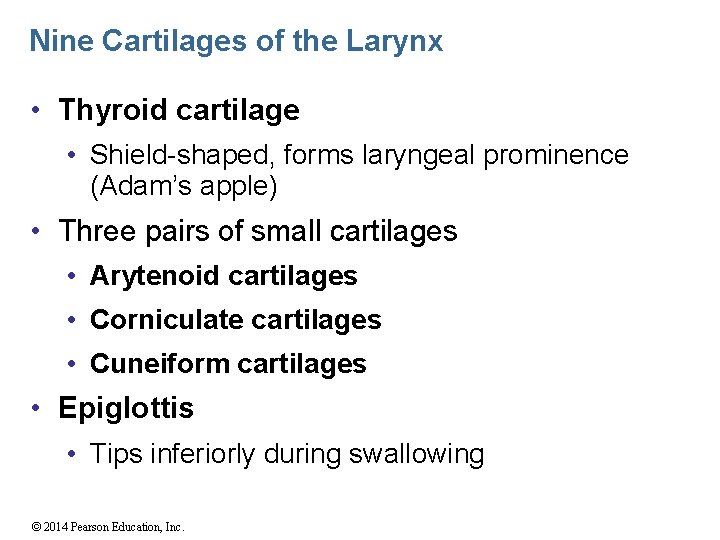 Nine Cartilages of the Larynx • Thyroid cartilage • Shield-shaped, forms laryngeal prominence (Adam’s