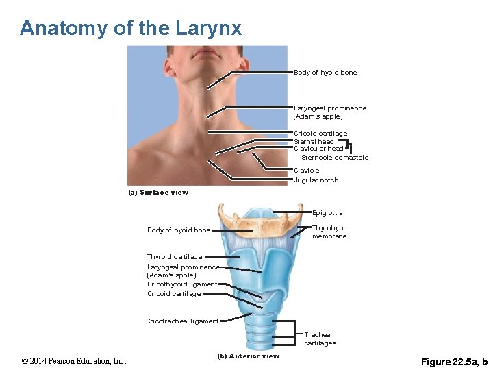 Anatomy of the Larynx Body of hyoid bone Laryngeal prominence (Adam’s apple) Cricoid cartilage
