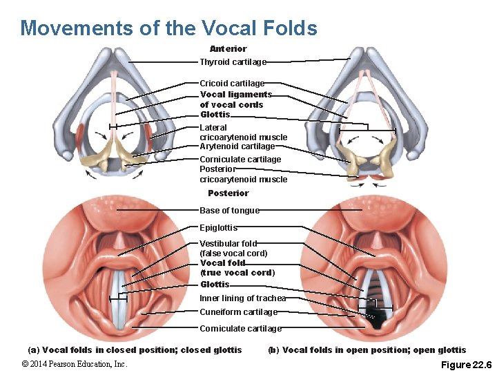 Movements of the Vocal Folds Anterior Thyroid cartilage Cricoid cartilage Vocal ligaments of vocal