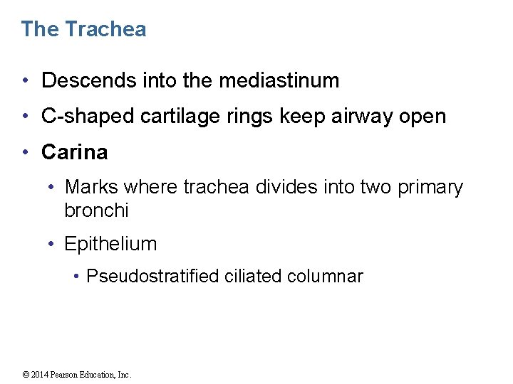 The Trachea • Descends into the mediastinum • C-shaped cartilage rings keep airway open