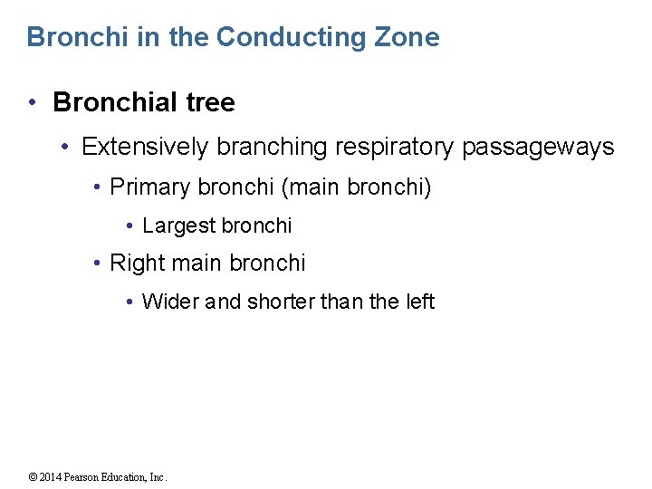 Bronchi in the Conducting Zone • Bronchial tree • Extensively branching respiratory passageways •