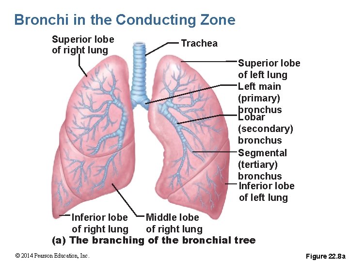 Bronchi in the Conducting Zone Superior lobe of right lung Trachea Superior lobe of