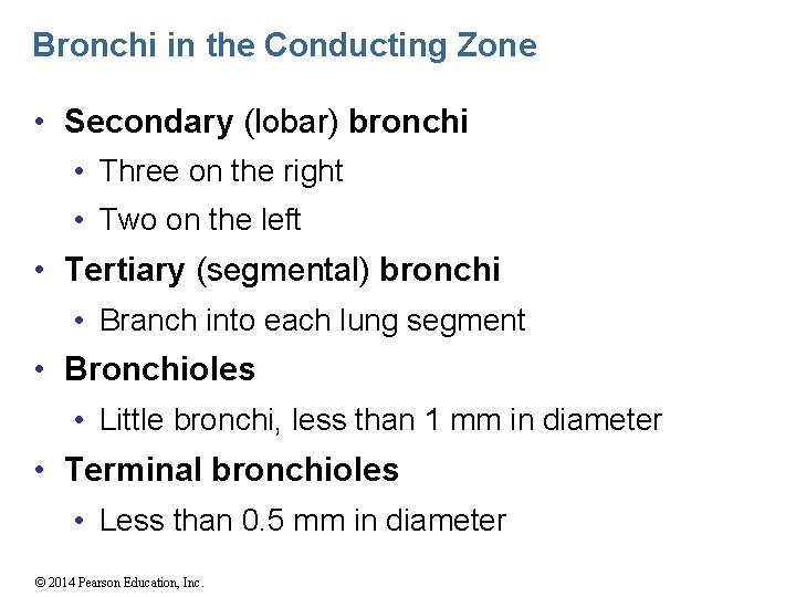 Bronchi in the Conducting Zone • Secondary (lobar) bronchi • Three on the right