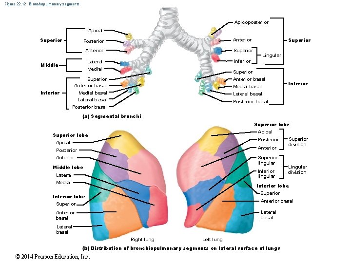 Figure 22. 12 Bronchopulmonary segments. Apicoposterior Apical Superior Posterior Anterior Superior Lateral Medial Inferior