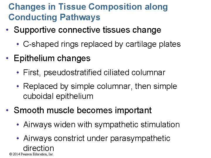 Changes in Tissue Composition along Conducting Pathways • Supportive connective tissues change • C-shaped