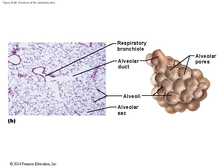 Figure 22. 9 b Structures of the respiratory zone. Respiratory bronchiole Alveolar duct Alveoli