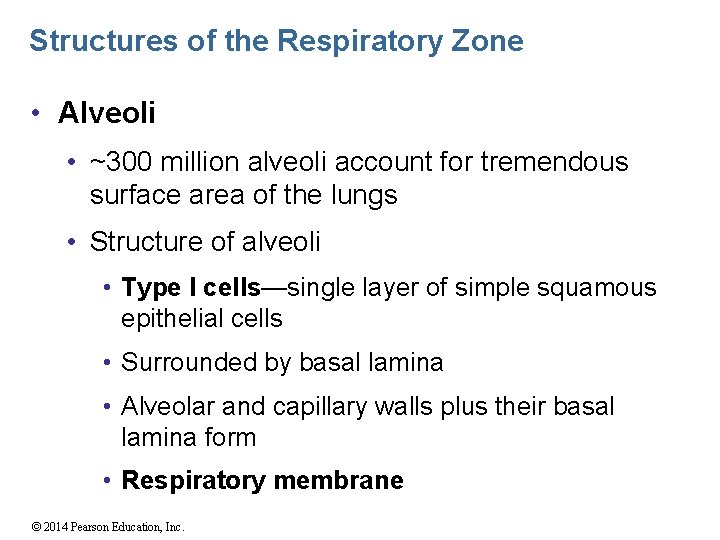 Structures of the Respiratory Zone • Alveoli • ~300 million alveoli account for tremendous