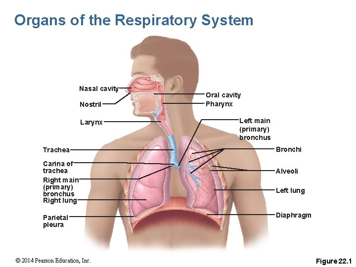 Organs of the Respiratory System Nasal cavity Nostril Larynx Trachea Carina of trachea Right