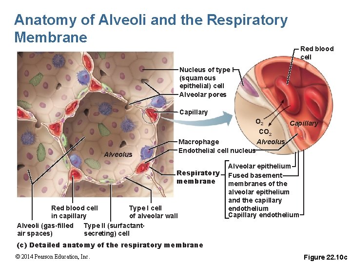 Anatomy of Alveoli and the Respiratory Membrane Red blood cell Nucleus of type I