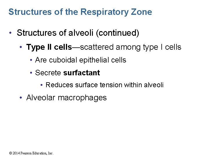 Structures of the Respiratory Zone • Structures of alveoli (continued) • Type II cells—scattered