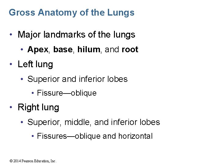 Gross Anatomy of the Lungs • Major landmarks of the lungs • Apex, base,