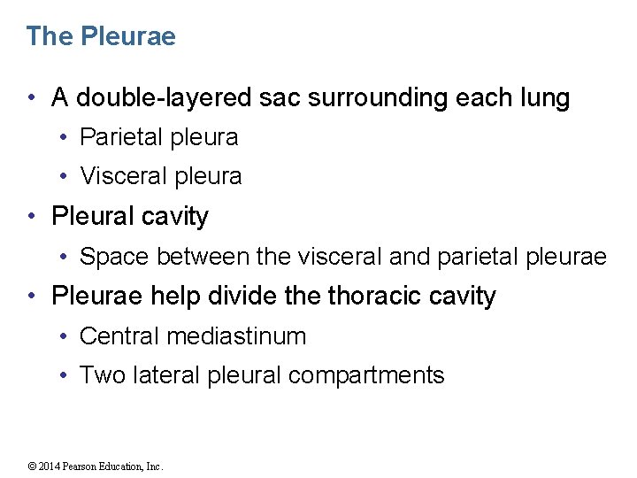 The Pleurae • A double-layered sac surrounding each lung • Parietal pleura • Visceral