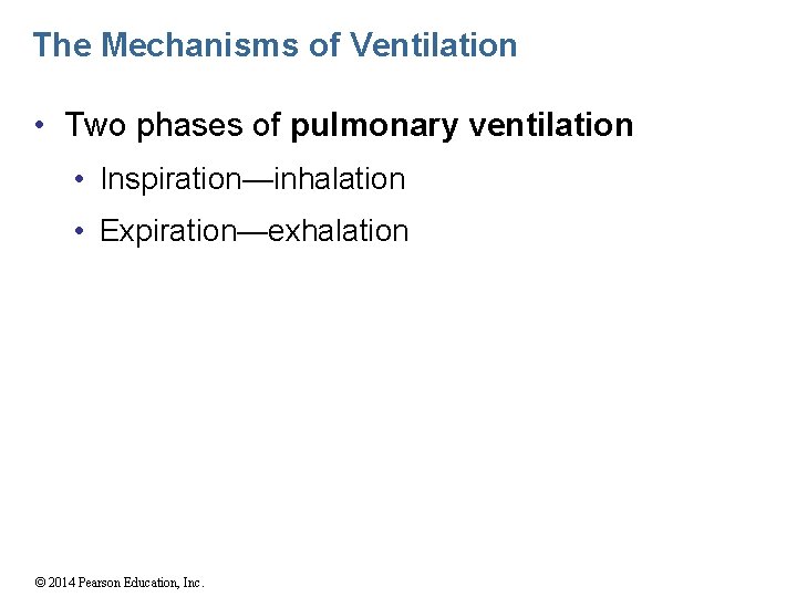 The Mechanisms of Ventilation • Two phases of pulmonary ventilation • Inspiration—inhalation • Expiration—exhalation