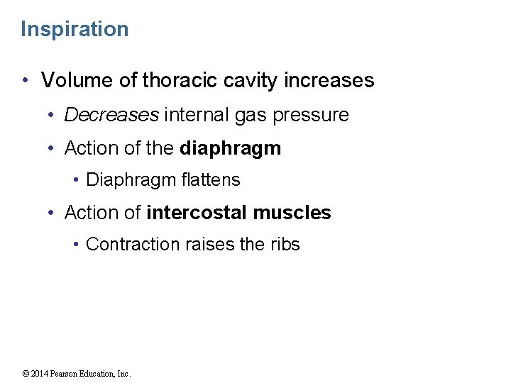 Inspiration • Volume of thoracic cavity increases • Decreases internal gas pressure • Action