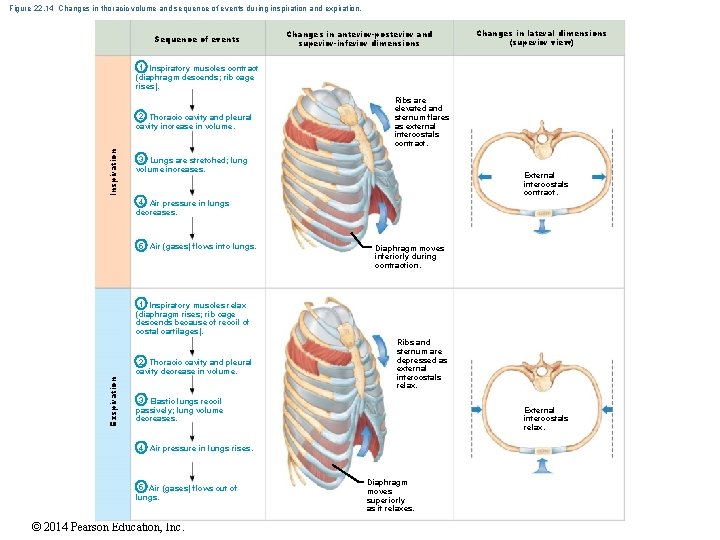 Figure 22. 14 Changes in thoracic volume and sequence of events during inspiration and