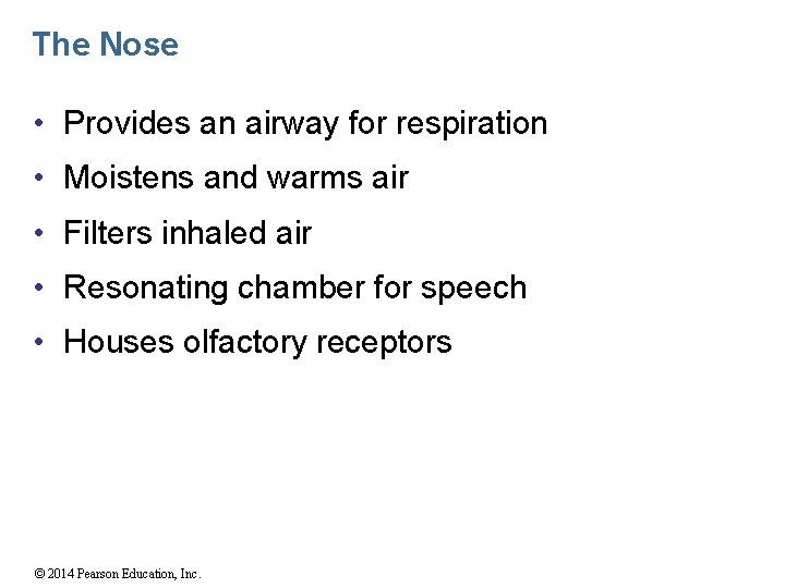 The Nose • Provides an airway for respiration • Moistens and warms air •