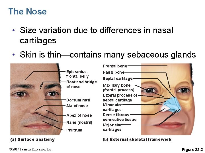 The Nose • Size variation due to differences in nasal cartilages • Skin is