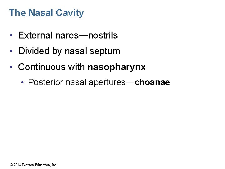 The Nasal Cavity • External nares—nostrils • Divided by nasal septum • Continuous with