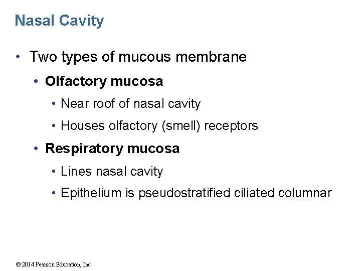 Nasal Cavity • Two types of mucous membrane • Olfactory mucosa • Near roof