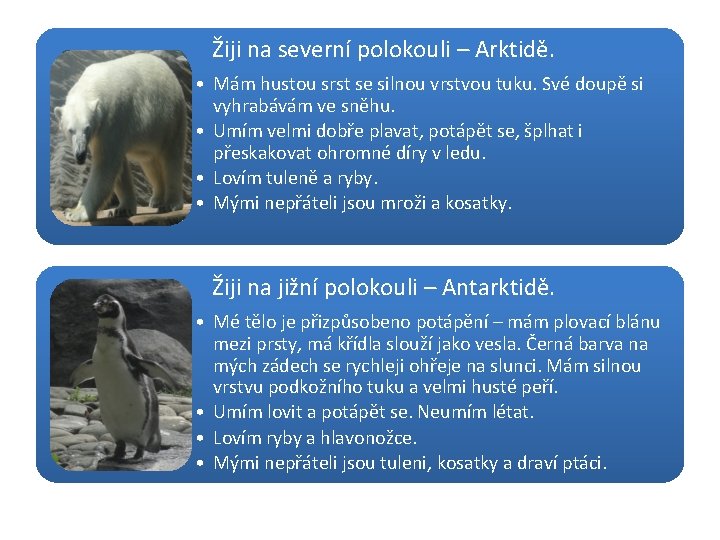 Žiji na severní polokouli – Arktidě. • Mám hustou srst se silnou vrstvou tuku.