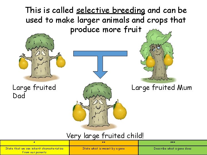 This is called selective breeding and can be used to make larger animals and