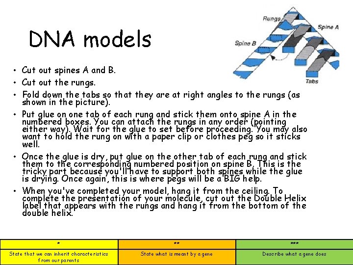 DNA models • Cut out spines A and B. • Cut out the rungs.