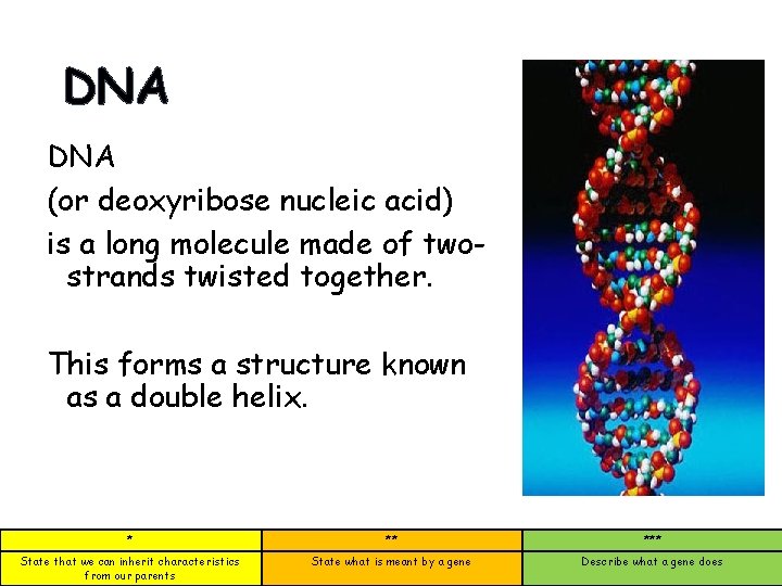 DNA (or deoxyribose nucleic acid) is a long molecule made of twostrands twisted together.
