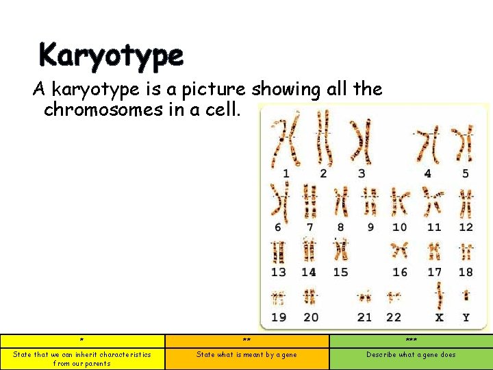 Karyotype A karyotype is a picture showing all the chromosomes in a cell. *