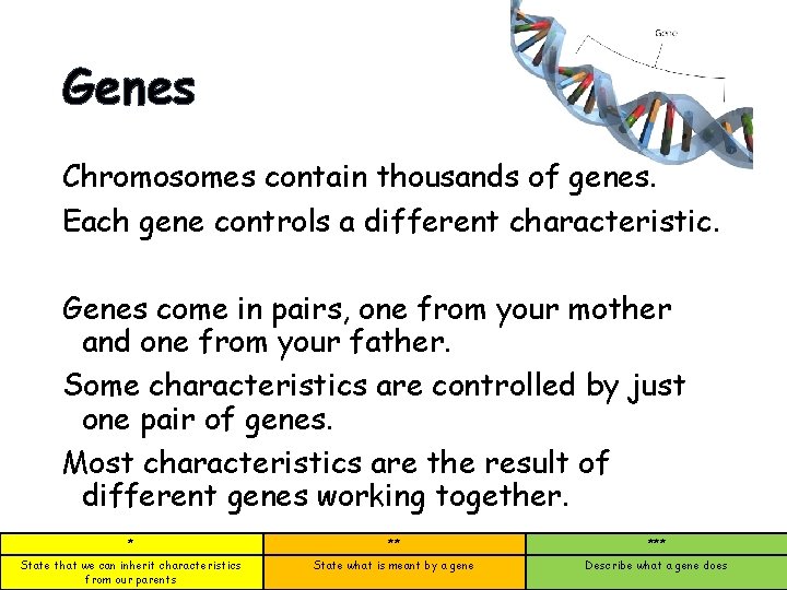 Genes Chromosomes contain thousands of genes. Each gene controls a different characteristic. Genes come