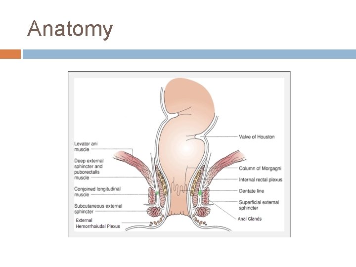 Anatomy 