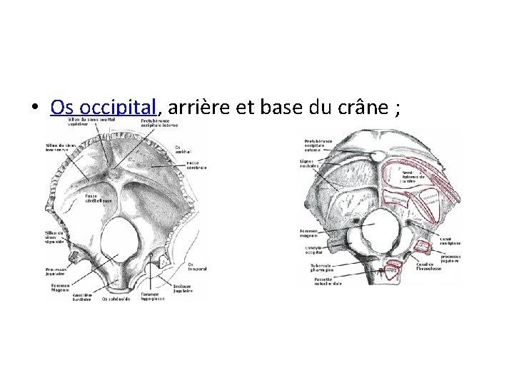  • Os occipital, arrière et base du crâne ; 