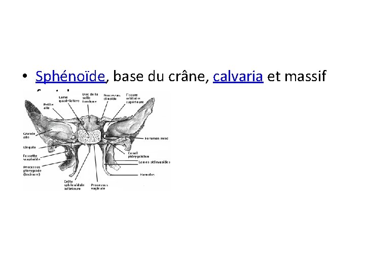  • Sphénoïde, base du crâne, calvaria et massif facial 