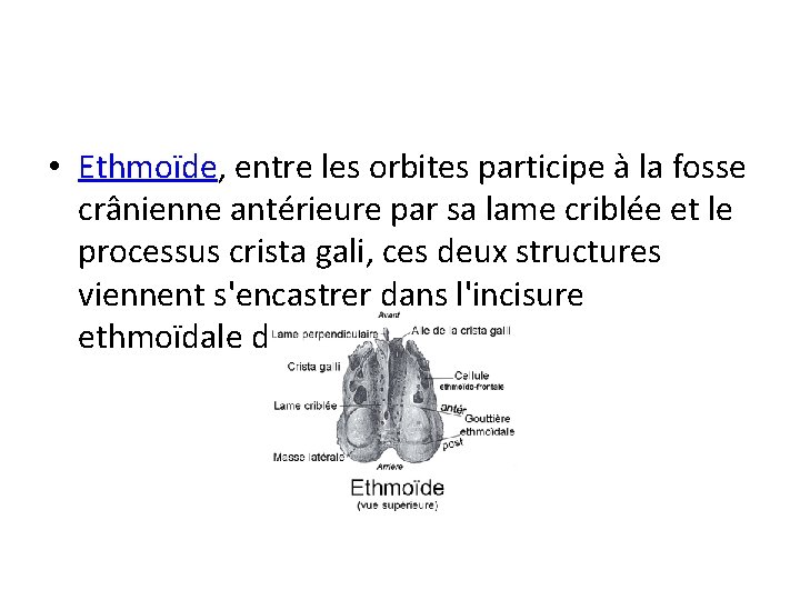  • Ethmoïde, entre les orbites participe à la fosse crânienne antérieure par sa