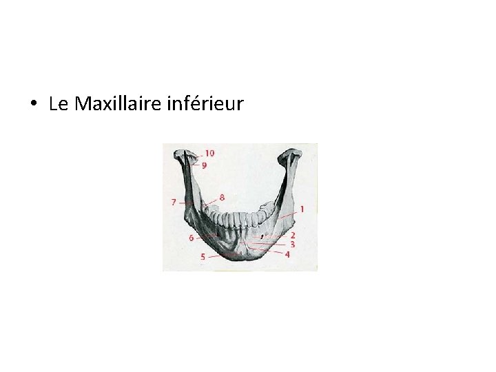  • Le Maxillaire inférieur 