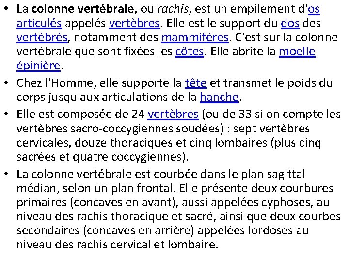  • La colonne vertébrale, ou rachis, est un empilement d'os articulés appelés vertèbres.