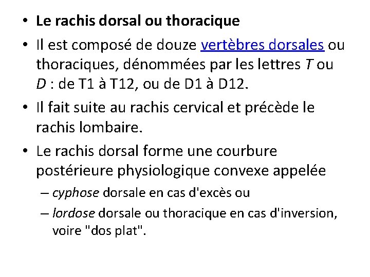  • Le rachis dorsal ou thoracique • Il est composé de douze vertèbres