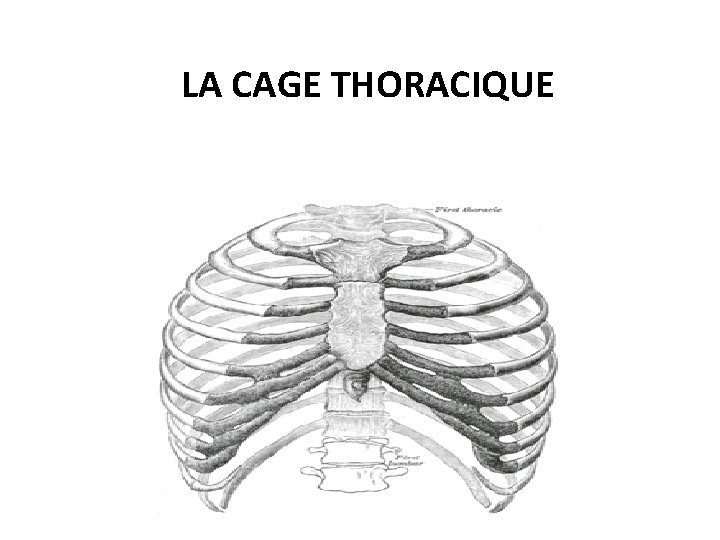 LA CAGE THORACIQUE 