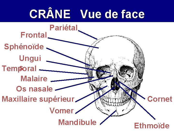 CR NE Vue de face Frontal Pariétal Sphénoïde Ungui s Temporal Malaire Os nasale