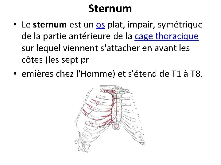 Sternum • Le sternum est un os plat, impair, symétrique de la partie antérieure