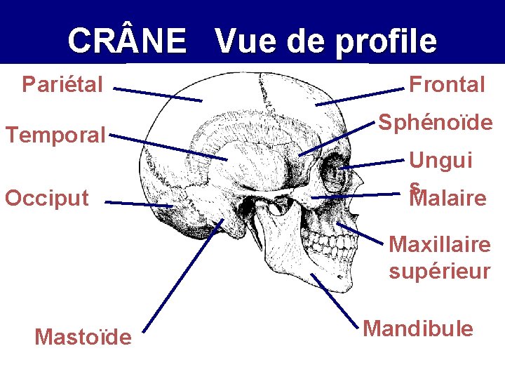 CR NE Vue de profile Pariétal Temporal Occiput Frontal Sphénoïde Ungui s Malaire Maxillaire