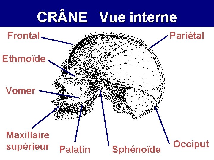 CR NE Vue interne Frontal Pariétal Ethmoïde Vomer Maxillaire supérieur Palatin Sphénoïde Occiput 