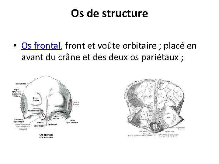 Os de structure • Os frontal, front et voûte orbitaire ; placé en avant