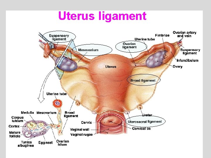Uterus ligament 