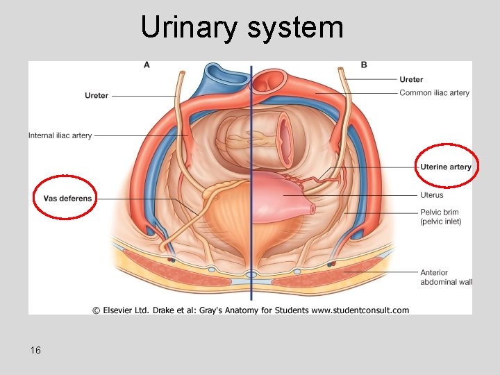 Urinary system 16 